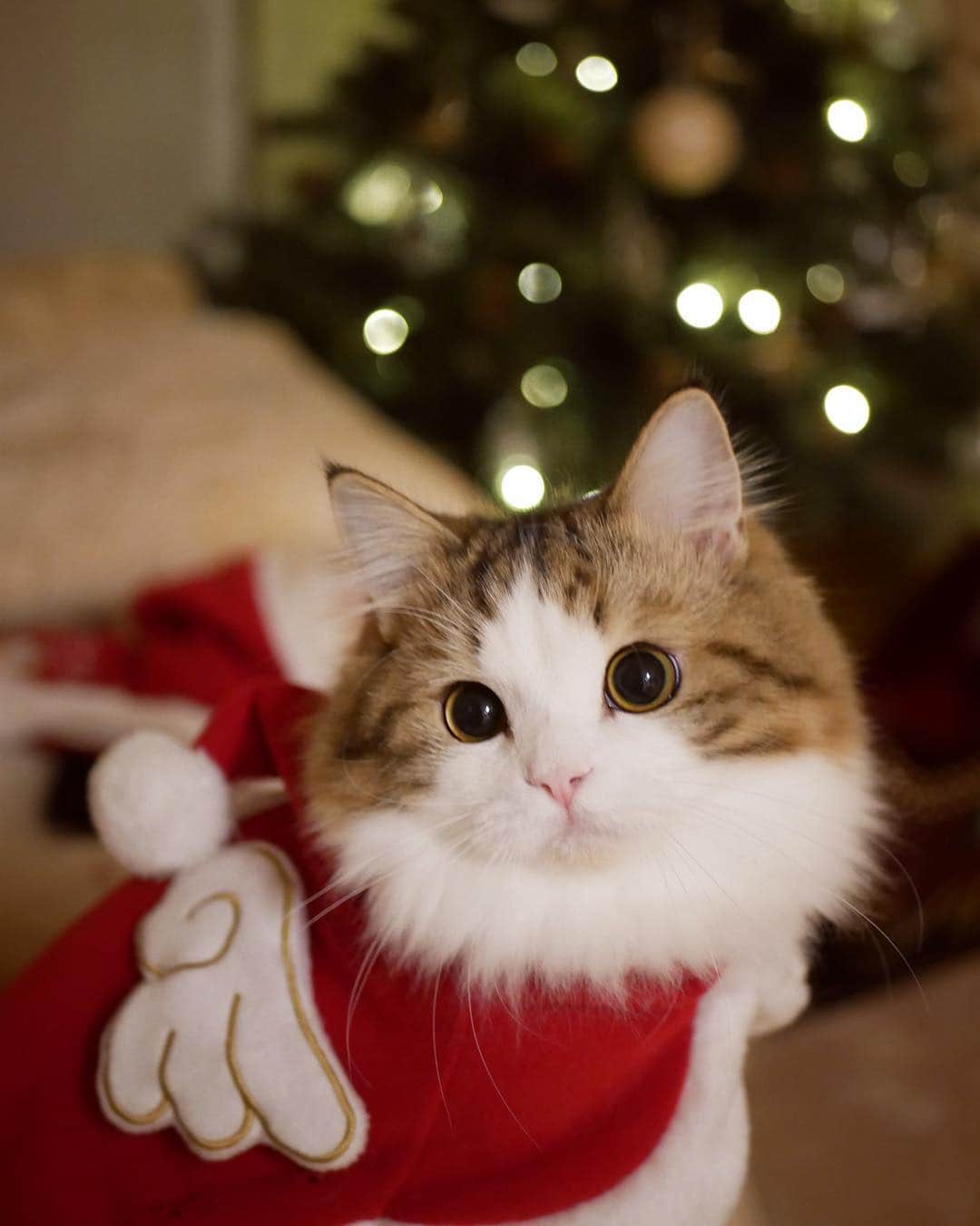 マンチカンのココ王子さんのインスタグラム写真 - (マンチカンのココ王子Instagram)「Merry Christmas for all! #ミヌエット#minuetcat#クリスマス#サンタさん#santacat#サンタ猫#pelotto#スターペット#ペピ友#クリスマスとレグザ#クリスマス猫#p1思い出フォトコン2017#pecoクリスマス#ねこねこフェスティバル2018#pecon#love_lazare#ダイヤモンド#pecon紅白#peconねこ組#メリクリmiawmiaw#ストエキクリスマス#ペティオクリスマス#mmts_nekotomo#ペトことクリスマス2017#猫サンタ」12月25日 3時11分 - cocolog_cat