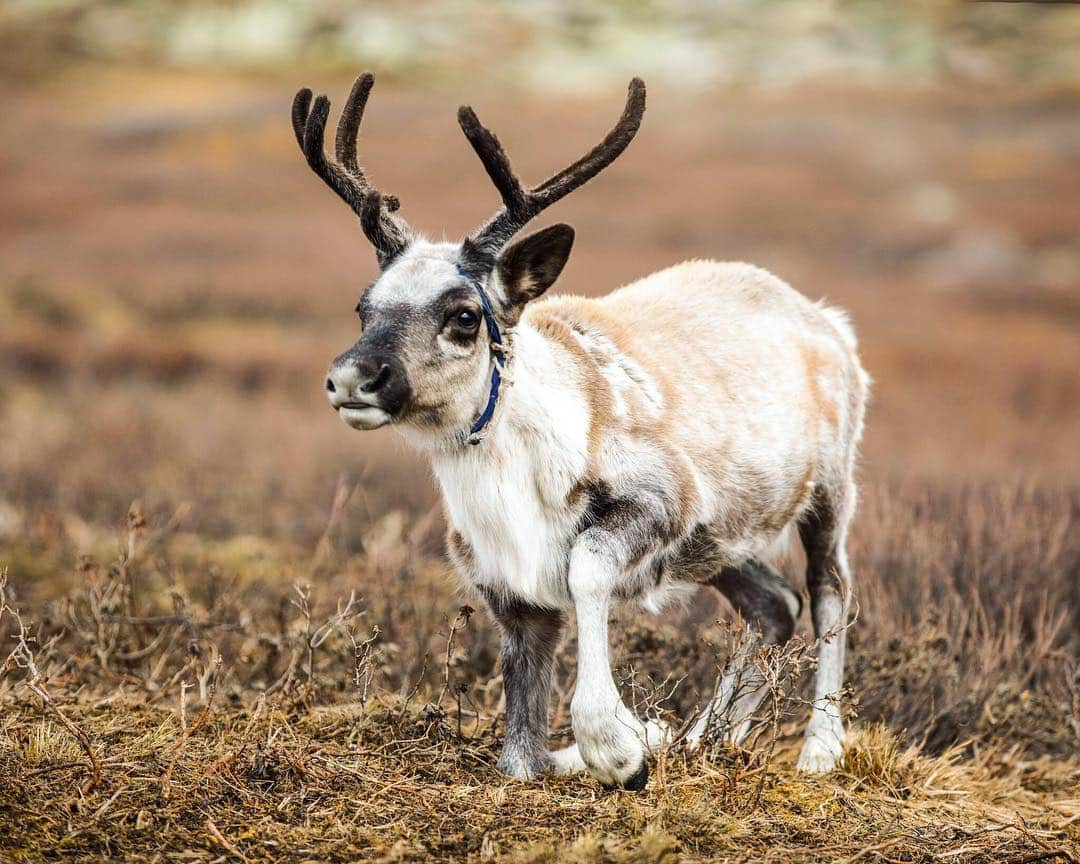 Discoveryさんのインスタグラム写真 - (DiscoveryInstagram)「Photo of the Day: Run, run, reindeer! Even young reindeer calves can move quickly over long distances. Full-grown reindeer speeds top out at a steady 50 mph. . Happy holidays from all of us at Discovery! . . . #POTD #photooftheday #picoftheday #reindeer #babyanimal #cuteanimals #christmas #merrychristmas #santa #santasreindeer #wildlife #wildlifephotography #nature #naturephotography #animalfacts」12月25日 8時52分 - discovery