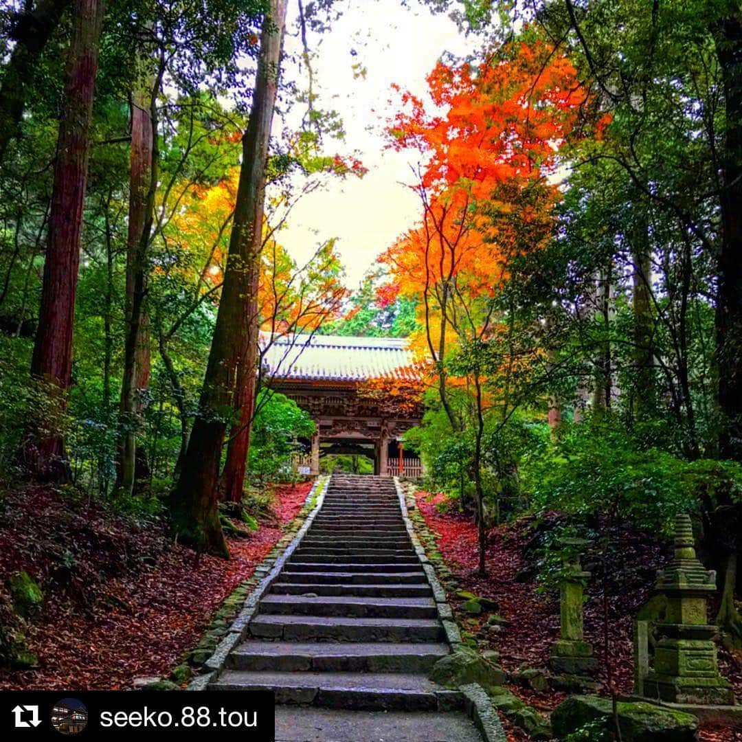 西条市さんのインスタグラム写真 - (西条市Instagram)「リポストさせていただきました。ありがとうございます！ ・ 紅葉の西山興隆寺を振り返って。 ・ #lovesaijo #西条市 #伊予西条 #Saijocity #愛媛県 #Ehime  #Japan #四国 #Shikoku ・ ・ #Repost @seeko.88.tou (@get_repost) ・・・ 紅葉時期が懐かしい…🍁 #西山興隆寺 #愛媛県 #愛媛  #西条市 #丹原町 #四国別格二十霊場  #四国別格二十霊場十番札所  #もみじ寺 #紅葉 #落葉 #海賊フォト  #愛媛紅葉フォト2017  #bestphoto_japan  #wp_紅葉2017  #jalan_travel  #travelme_view #photo_jpn #lovesaijo #art_of_japan_」12月25日 9時22分 - lovesaijo