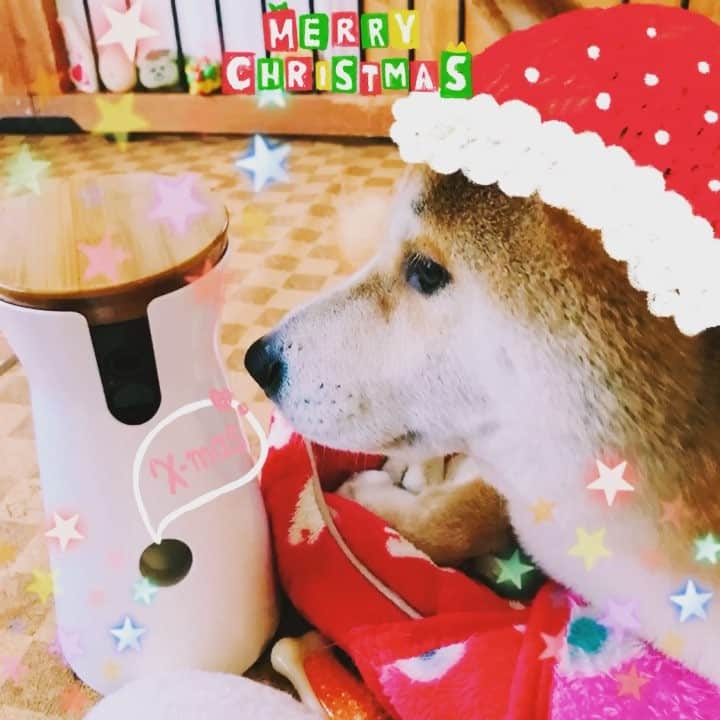 Hanamichi ＆ ℕㆁℜ〡ｋㆁ♡のインスタグラム：「Merry Christmas！from HANAMICHI 🎄🎉🎂🎅 お留守番カメラ #furbo が今年のサンタさんからのプレゼント🎁 おウチでひとりの時もオトンとオカンの声が聴こえるし、なんとたまにオヤツも飛んでくるんだぜ✨😚 ・ ・ #明日までセール #furbo でお留守番できるもん #柴犬 #しばいぬ #子犬 #わんこ #dog #shiba #puppy #love #cute」