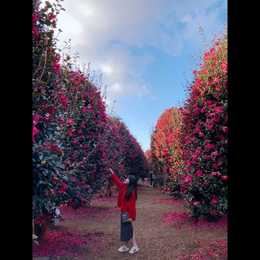 ジンジュ のインスタグラム：「예쁘다🌺 #동백」