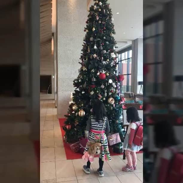 木嶋菜穂子のインスタグラム：「ヒルトン沖縄北谷の クリスマスツリー♡ . 目の前に海がみえて 素敵なエントランス . ロビーでのんびり ランチ会♡ . #テーブルフォトグラファー養成講座」