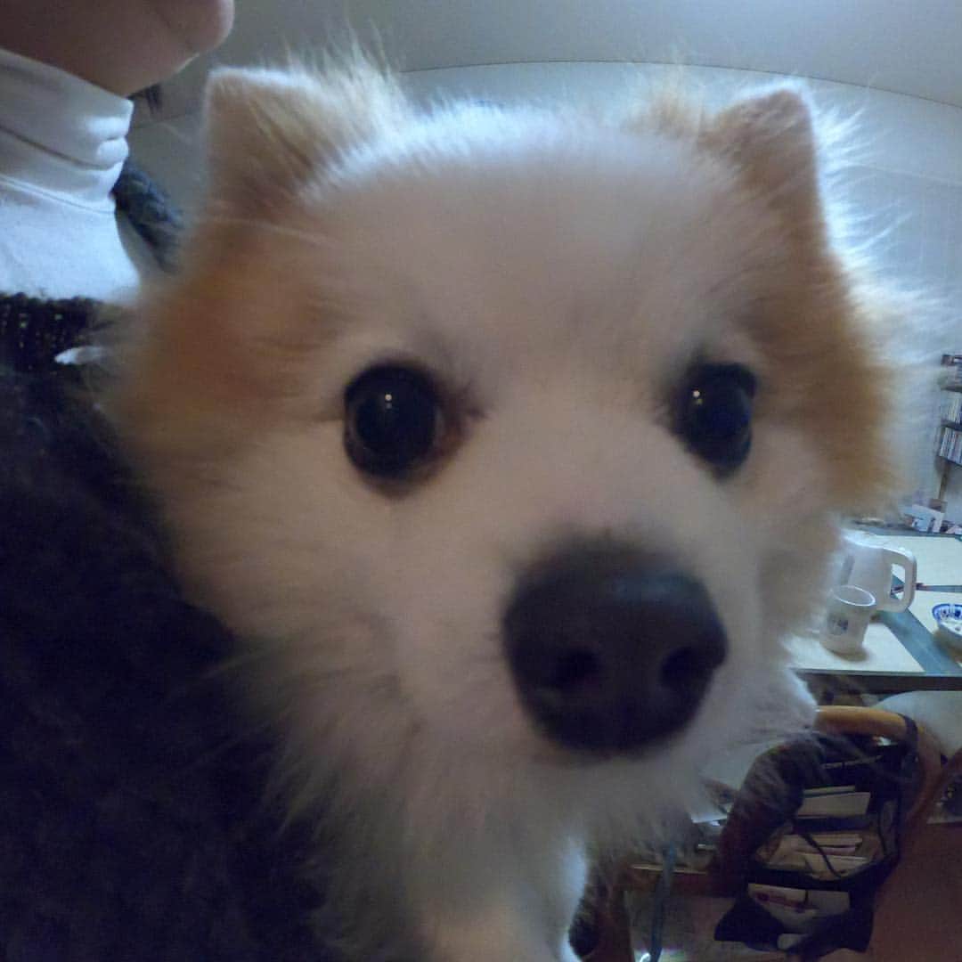 松村成のインスタグラム：「GOPRO使った初めての写真はやっぱりポンポンでした🐶 可愛さ倍増☺️ #goproのある生活  #gopro6 #これから沢山写真動画撮る」