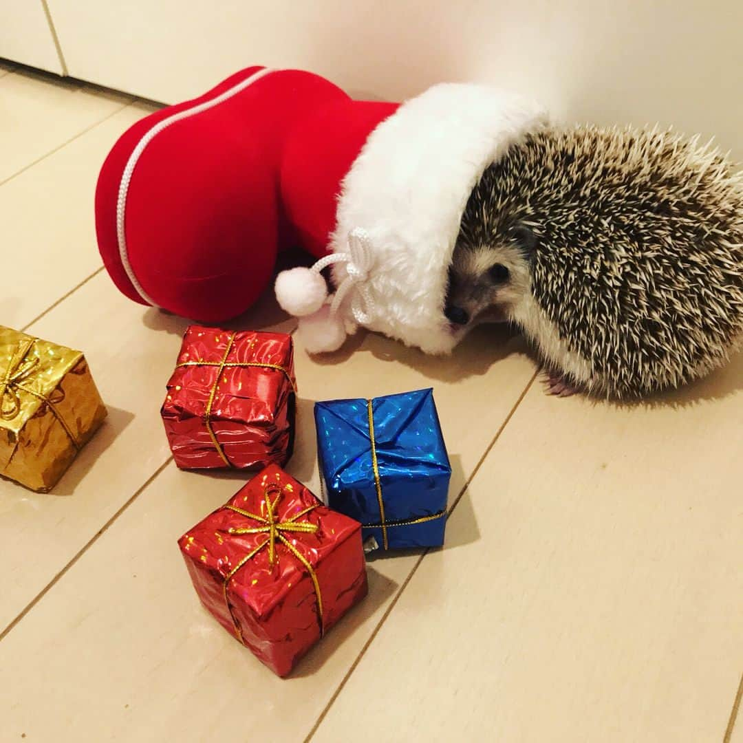 中務裕太さんのインスタグラム写真 - (中務裕太Instagram)「遅くなりしたが メリークリスマス🎄🎅🎁 僕の家には 素敵な二人のサンタが やってきましたよ〜🦔 #マイロと #アルビー #やんちゃ過ぎて #この写真撮るの #一時間ぐらい #かかった #可愛いから許す #サミシマス #じゃなくて #ハッピークリスマスに #なりました #マイロ #アルビー #ありがと #🎅✨✨」12月25日 23時31分 - yuta_nakatsuka_official