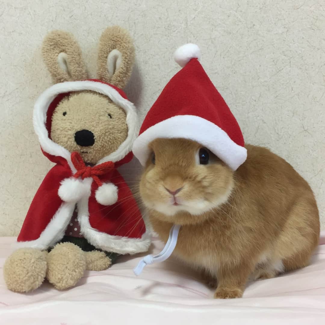 ?まるるのインスタグラム