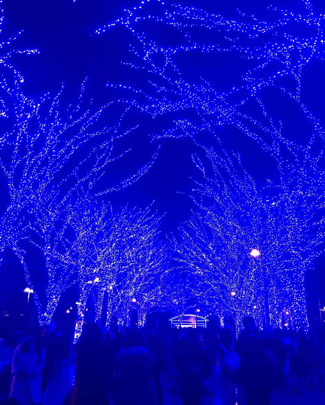 TOMOさんのインスタグラム写真 - (TOMOInstagram)「▽ #MerryChristmas🎄🎅 . 代々木公園ケヤキ並木〜渋谷公園通りの  #イルミネーション ✨ 約60万球の青一色の明かりにうっとり🤤✨ . 実は開催してるのを知らなくて、 たまたま近くに用事で居たんです🤭(笑) これが人気の青の洞窟なんだ😍✨ と わかってひとりワクワクしちゃいました❤️ . やっぱりイルミネーションはテンション上がります♪ . 12/31まで開催しているそうなので🙌 まだ見てない方はぜひ🎄❤️ . . #青の洞窟 #SHIBUYA」12月26日 0時05分 - tomoko29_