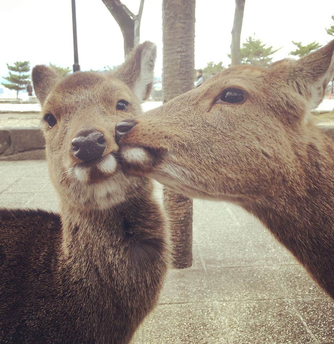 和田美枝さんのインスタグラム写真 - (和田美枝Instagram)「鹿カワイイ🦌🦌🦌 寝てた💤  ほっぺにキスしてた💋  目合わせてくれた👀  この前会ったトナカイと可愛さえらい違いだわwww  #鹿#トナカイ」12月26日 15時28分 - miewada