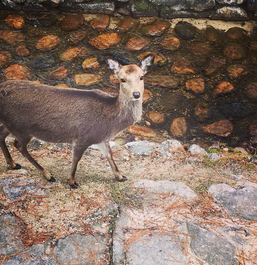 和田美枝さんのインスタグラム写真 - (和田美枝Instagram)「鹿カワイイ🦌🦌🦌 寝てた💤  ほっぺにキスしてた💋  目合わせてくれた👀  この前会ったトナカイと可愛さえらい違いだわwww  #鹿#トナカイ」12月26日 15時28分 - miewada