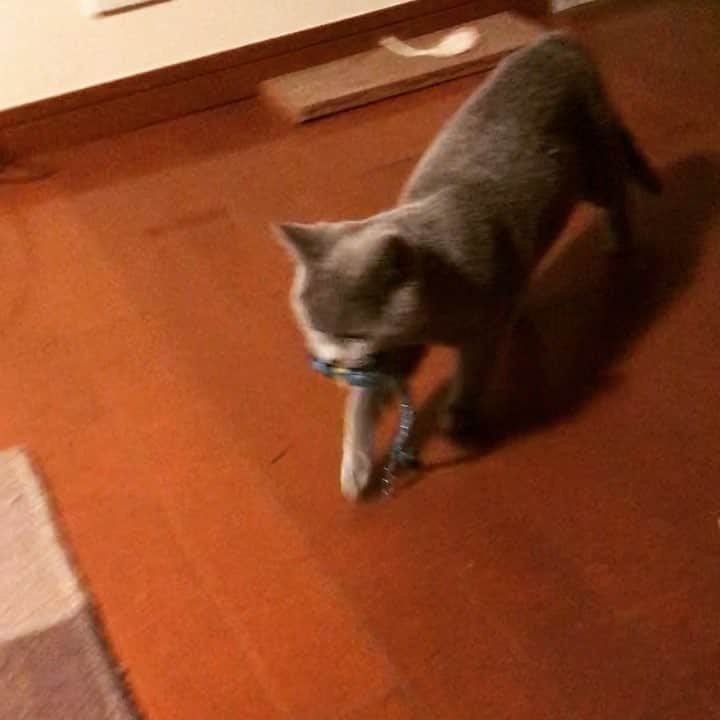 八木沼純子のインスタグラム