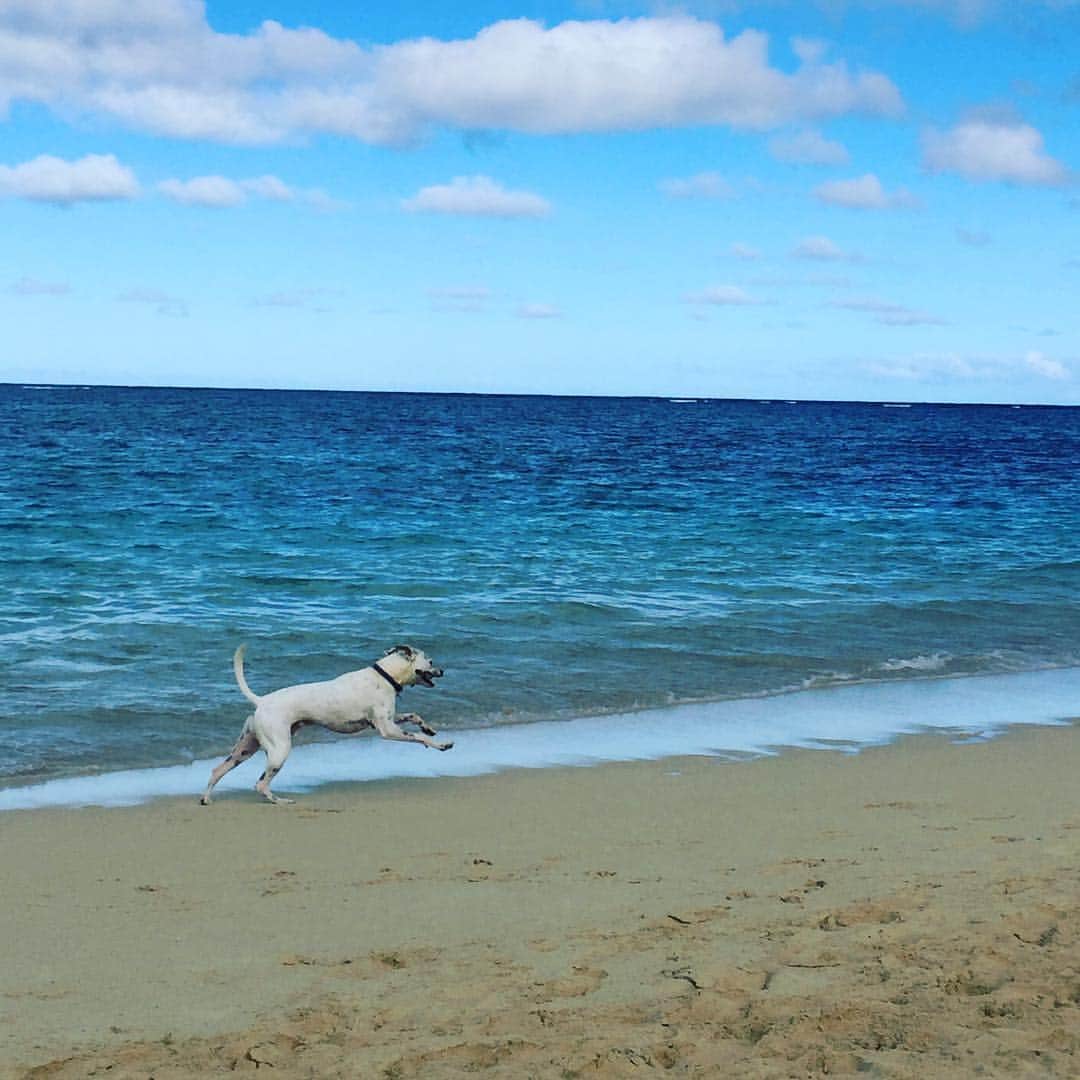 ふかしのインスタグラム：「#hawaii #lanikaibeach #lanikai #kailua #dog」