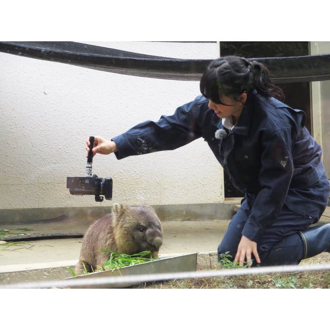 高畑結希さんのインスタグラム写真 - (高畑結希Instagram)「. 温厚な性格でのんびりまったりの ウォンバットちゃん🐻💓 ぬいぐるみみたいに可愛い！！！ でも走ると時速40キロもあるらしい。笑 . #ウォンバット #五月山動物園 #珍獣 #ぐるっと関西おひるまえ #ぐる関 #アニマルパラダイス #アニパラ #リポーター #nhk #nhk大阪 #大阪 #関西」12月27日 23時15分 - yuhki_takahata