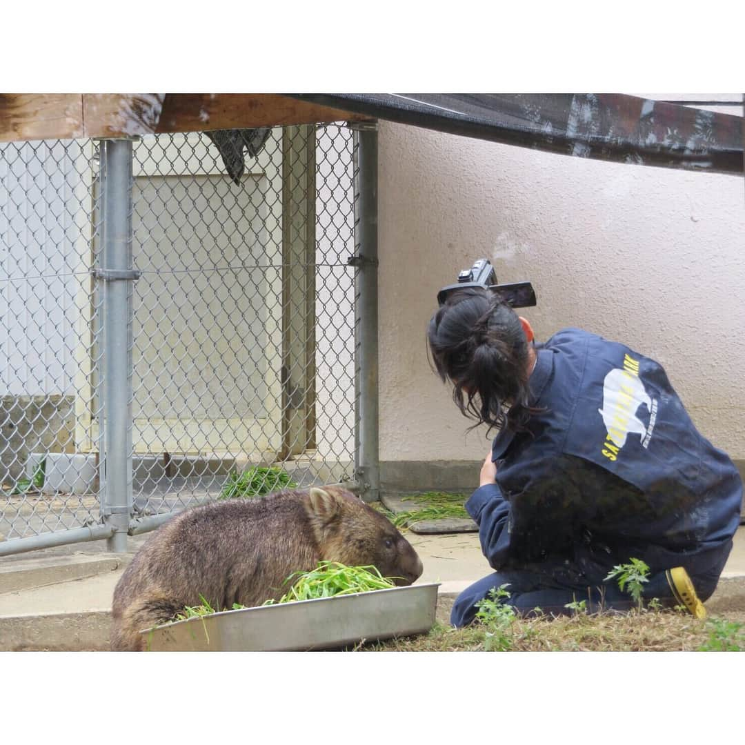 高畑結希さんのインスタグラム写真 - (高畑結希Instagram)「. 温厚な性格でのんびりまったりの ウォンバットちゃん🐻💓 ぬいぐるみみたいに可愛い！！！ でも走ると時速40キロもあるらしい。笑 . #ウォンバット #五月山動物園 #珍獣 #ぐるっと関西おひるまえ #ぐる関 #アニマルパラダイス #アニパラ #リポーター #nhk #nhk大阪 #大阪 #関西」12月27日 23時15分 - yuhki_takahata