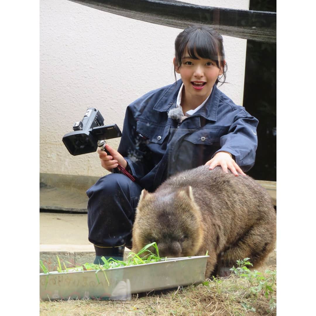 高畑結希さんのインスタグラム写真 - (高畑結希Instagram)「. 温厚な性格でのんびりまったりの ウォンバットちゃん🐻💓 ぬいぐるみみたいに可愛い！！！ でも走ると時速40キロもあるらしい。笑 . #ウォンバット #五月山動物園 #珍獣 #ぐるっと関西おひるまえ #ぐる関 #アニマルパラダイス #アニパラ #リポーター #nhk #nhk大阪 #大阪 #関西」12月27日 23時15分 - yuhki_takahata