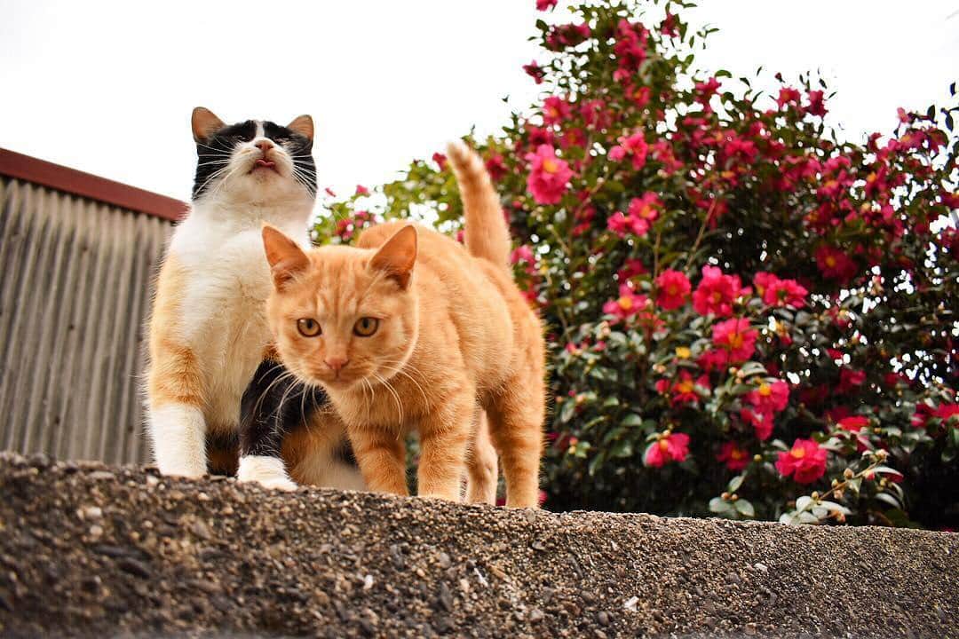 リトレンゴ【公式】のインスタグラム：「Photo by @m_a.p.r https://www.instagram.com/p/BdE7NfhHDBZ/  日本の離島を元気にするサイト「リトレンゴ」では、フォトコンテストを開催中！今回のテーマは『日本の島猫』。応募はこのアカウントをフォローし、｢島の名前」とハッシュタグ「 #ritorengo 」をつけるだけ。作品は随時ピックアップしてご紹介させていただきます。  詳しくはこちら🐱 >> @ritorengo  #相島 #福岡 #離島 #島旅 #島猫 #猫 #猫島 #ネコ #ねこ #島 #cats_of_instagram #landscape_captures #landscapephotography #landscapelovers #animal #animallovers #animalphotography #cat #catlove #catphoto #ilovecat #japan #japon #にゃんすたぐらむ #にゃんだふるらいふ #ねこ部 #写真好きな人と繋がりたい #写真撮ってる人と繋がりたい #ファインダー越しの私の世界」