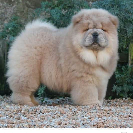 CHOWSTAGRAM CHoW CHoW PuPPieSさんのインスタグラム写真 - (CHOWSTAGRAM CHoW CHoW PuPPieSInstagram)「FOLLOW : @JOSENURIACHOWS」12月28日 15時18分 - chowchow.gallery