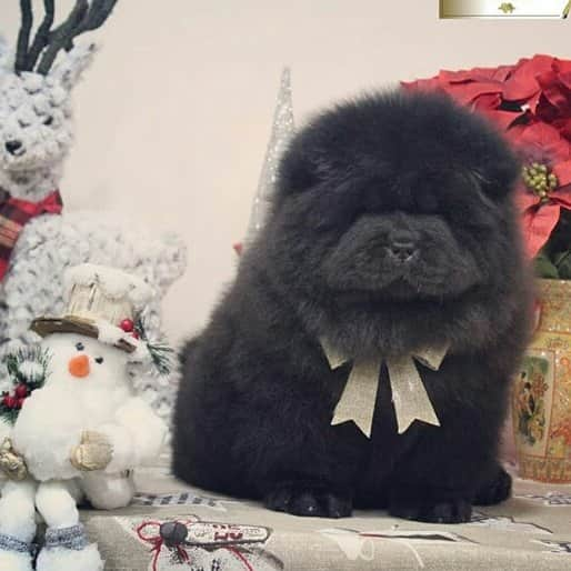 CHOWSTAGRAM CHoW CHoW PuPPieSさんのインスタグラム写真 - (CHOWSTAGRAM CHoW CHoW PuPPieSInstagram)「FOLLOW : @josenuriachows」12月28日 16時31分 - chowchow.gallery