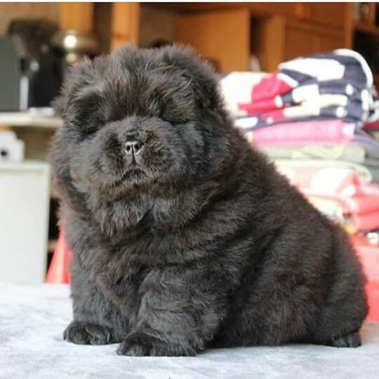 CHOWSTAGRAM CHoW CHoW PuPPieSのインスタグラム：「FOLLOW : @josenuriachows」