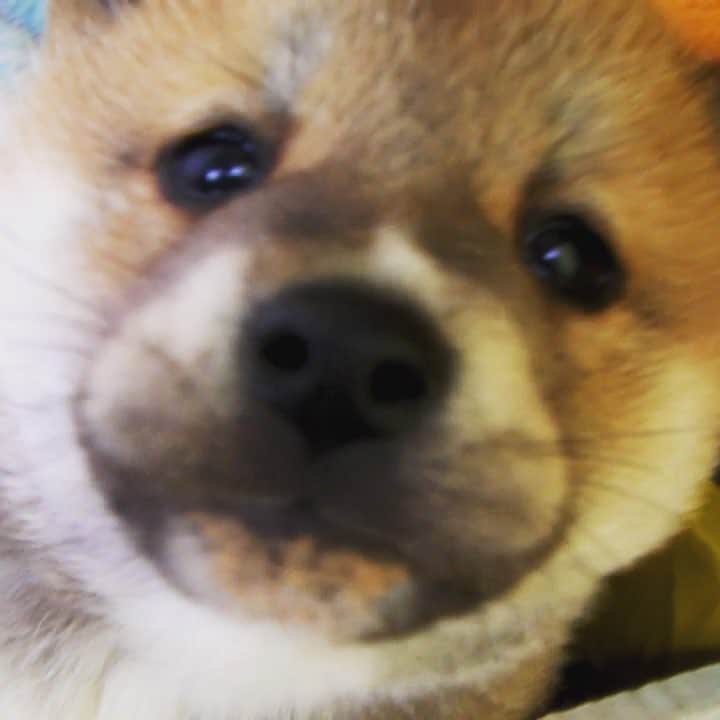 Hanamichi ＆ ℕㆁℜ〡ｋㆁ♡のインスタグラム：「・ ・ ことしもおせわになりました♡ らいねんもよろしくね♡ ・ ・ #puppygram #柴子犬 #柴犬 #しばいぬ #子犬 #わんこ #dog #shiba #puppy #love #cute #shibainu #dogoftheday #dogstagram」