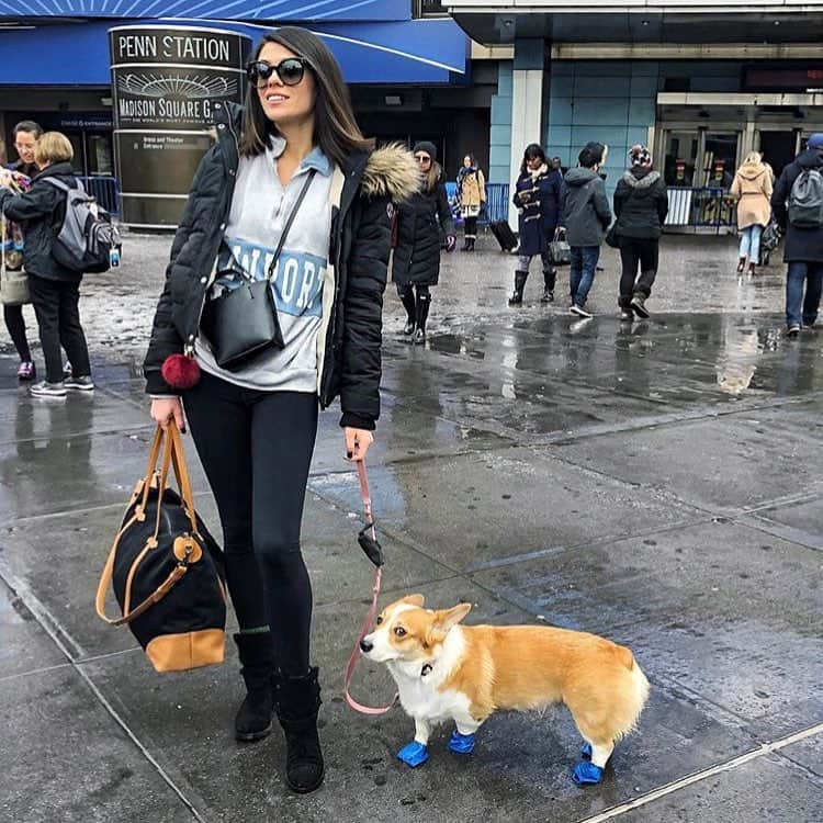 マットバーンソンのインスタグラム：「Even we have to say that sweet pooch’s blue boots are way more chic than our TUNDRA thanks @prettyproperquaint」