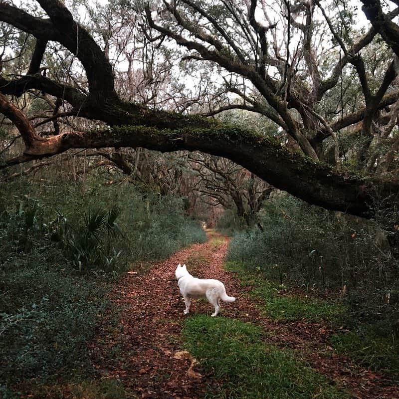 John Stortzのインスタグラム：「Whattup doggies」