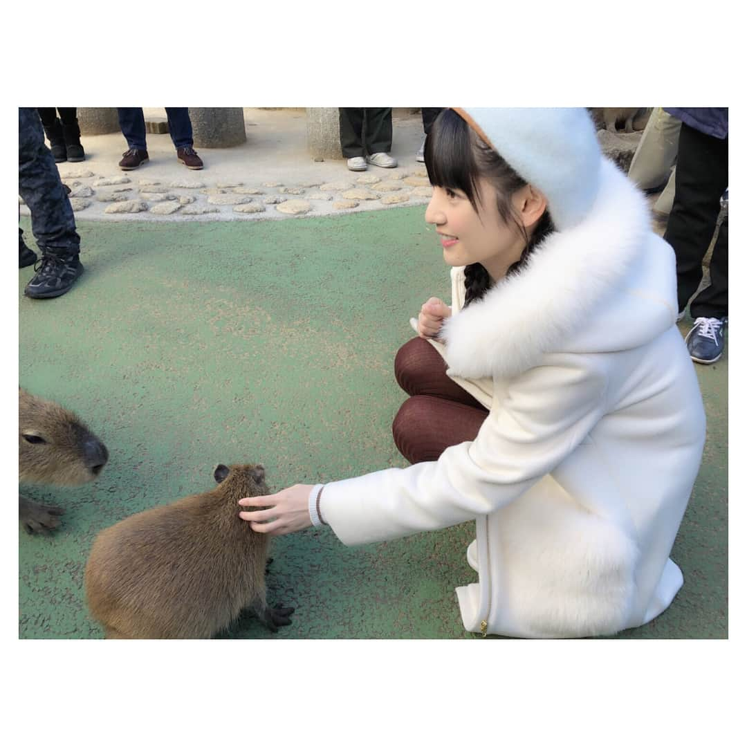 道重さゆみさんのインスタグラム写真 - (道重さゆみInstagram)「カピバラ可愛い〜💓 #伊豆シャボテン公園  #カピバラ #かわいい #赤ちゃんみたい #懐かれると  #きゅんとする💓 #ご飯目当てなんだけどね」12月30日 21時24分 - sayumimichishige0713