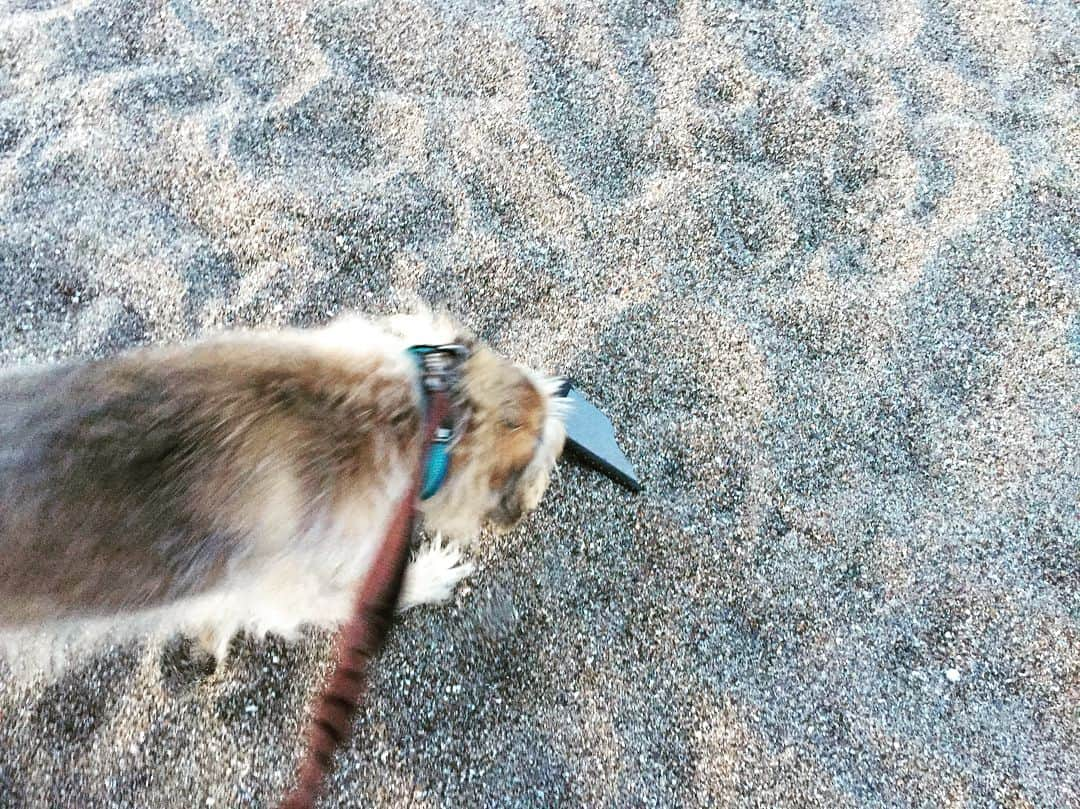 七尾旅人さんのインスタグラム写真 - (七尾旅人Instagram)「犬が浜辺で、砂に埋もれたiPhoneを見つけた。 次はiPadを見つけてください。 . . .」12月30日 18時32分 - tavito_nanao