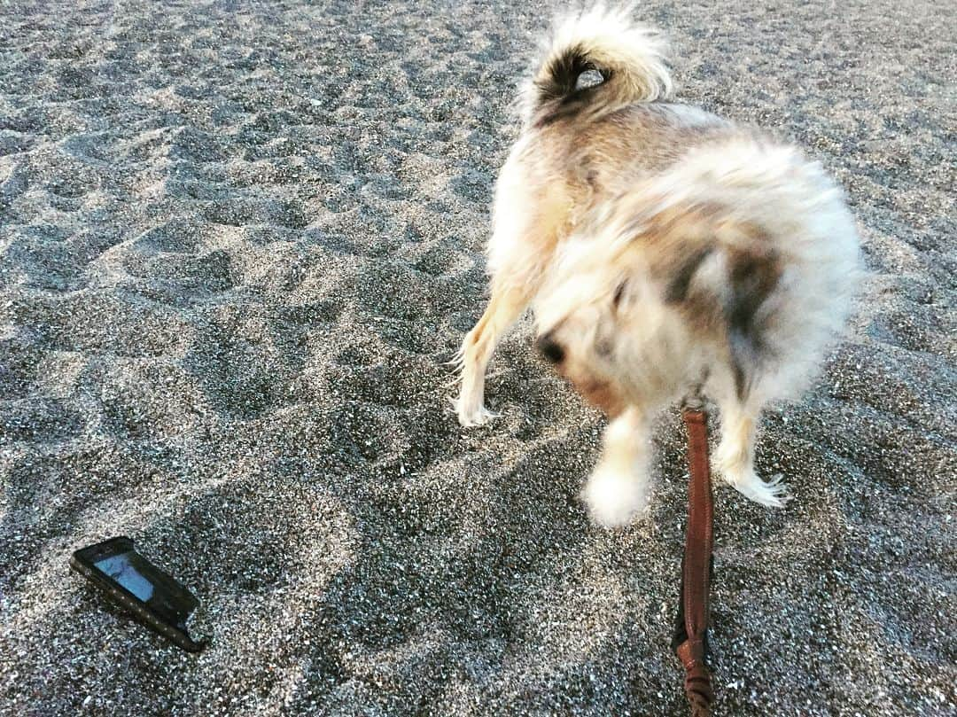 七尾旅人さんのインスタグラム写真 - (七尾旅人Instagram)「犬が浜辺で、砂に埋もれたiPhoneを見つけた。 次はiPadを見つけてください。 . . .」12月30日 18時32分 - tavito_nanao