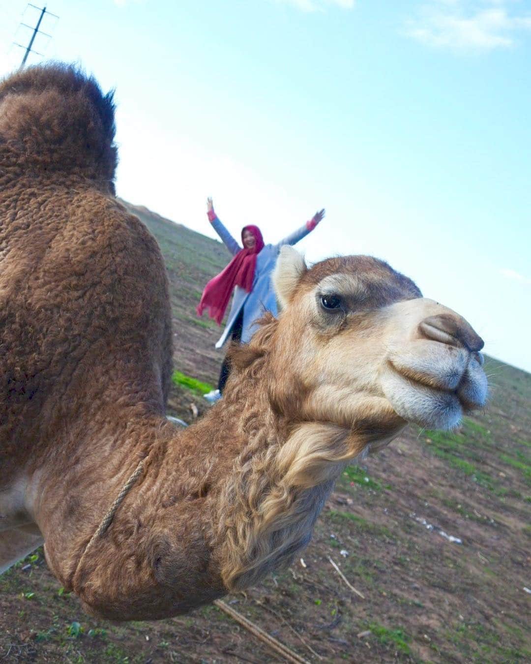 西口真央のインスタグラム：「Morocco🇲🇦 → Bénin🇧🇯 今回の旅のメインの場所、ベナン共和国へ🐪 ラクダのキャメルくんです☺︎ 本物やで☺︎ #Bénin」