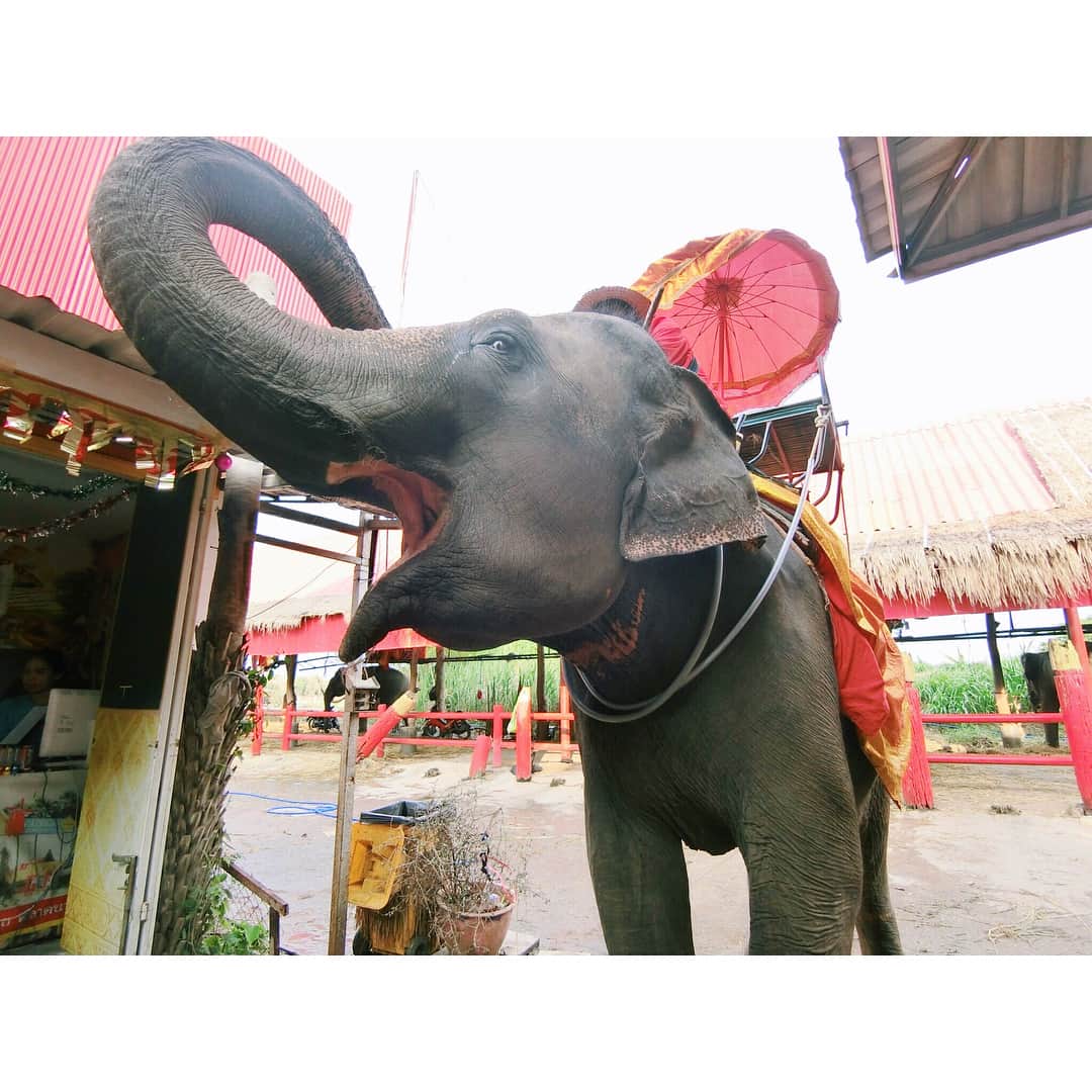 的場絢香さんのインスタグラム写真 - (的場絢香Instagram)「#20171229 ぱおーーーん🐘 象さん乗ったよ！ かわいかった〜♩ ______________________ #マトバの海外旅行記  #タイ#アユタヤ#象 #thailand#ayuttaya  #elephant #🐘」12月31日 11時51分 - ayaka_matoba