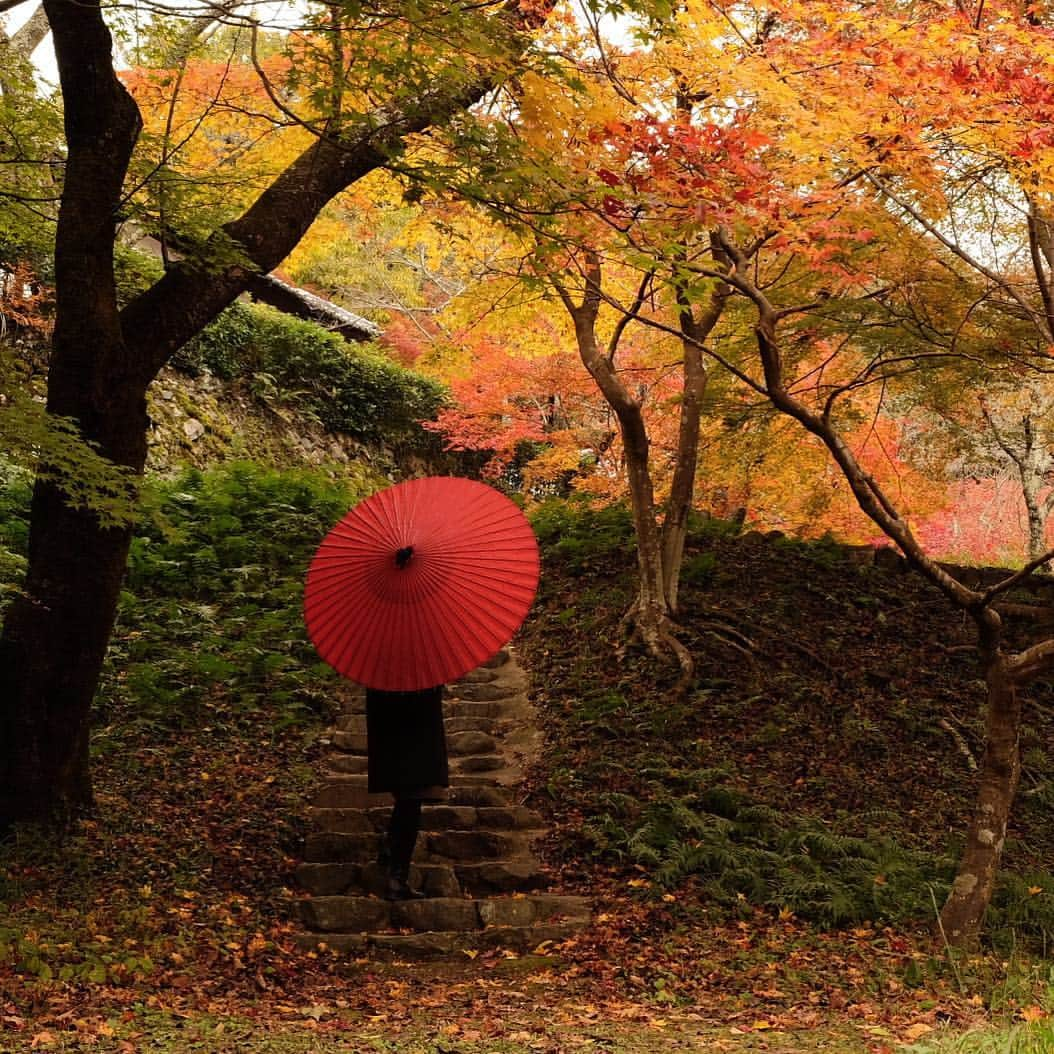 Atsukoのインスタグラム：「・ Autumn leaves ・ ・ 撮影する機会も少ないまま、1年が過ぎました。カメラを抱える時間が少ないとつい出不精に…😶 ・ 今年もありがとうございました。 来年もどうぞよろしゅうお願いいたします🙇‍♀️ ・ 皆さま、どうぞ良いお年をお迎えくださいませ☺️🍁💕 ・ ・ ＊」