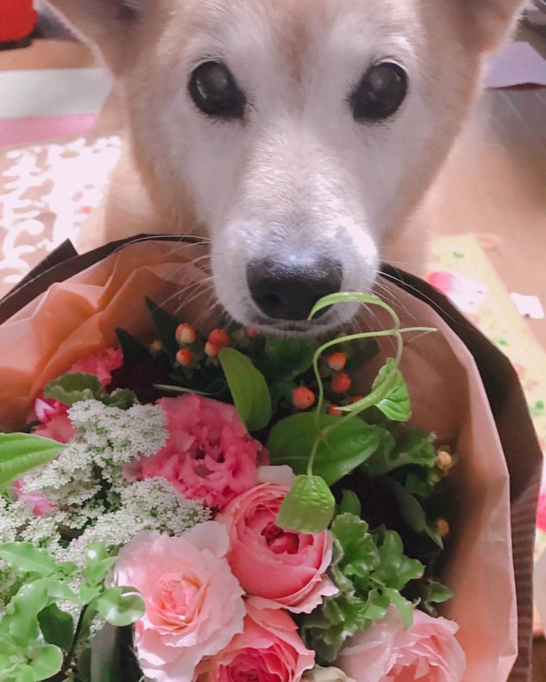 工藤秀平さんのインスタグラム写真 - (工藤秀平Instagram)「Happy New Year！！ #愛犬パピー」1月1日 0時46分 - kkshuhei