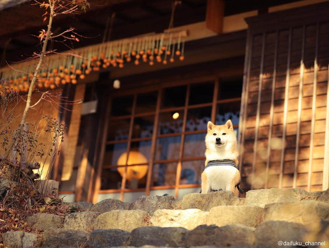 だいふくさんのインスタグラム写真 - (だいふくInstagram)「ゆく柴くる柴〜 今年もたくさんのいいねとコメントどうもありがとう🐶❤️ 来年もどうぞよろふくね😉 良いお年を〜⛩ All the best for the New Year(2018)💖 #2018柴犬だいふくカレンダーと手帳発売中  #URLはプロフィールにあるよ  #LINEスタンプと着せかえ販売中  #ブログも更新したよ」12月31日 22時32分 - daifuku_channel