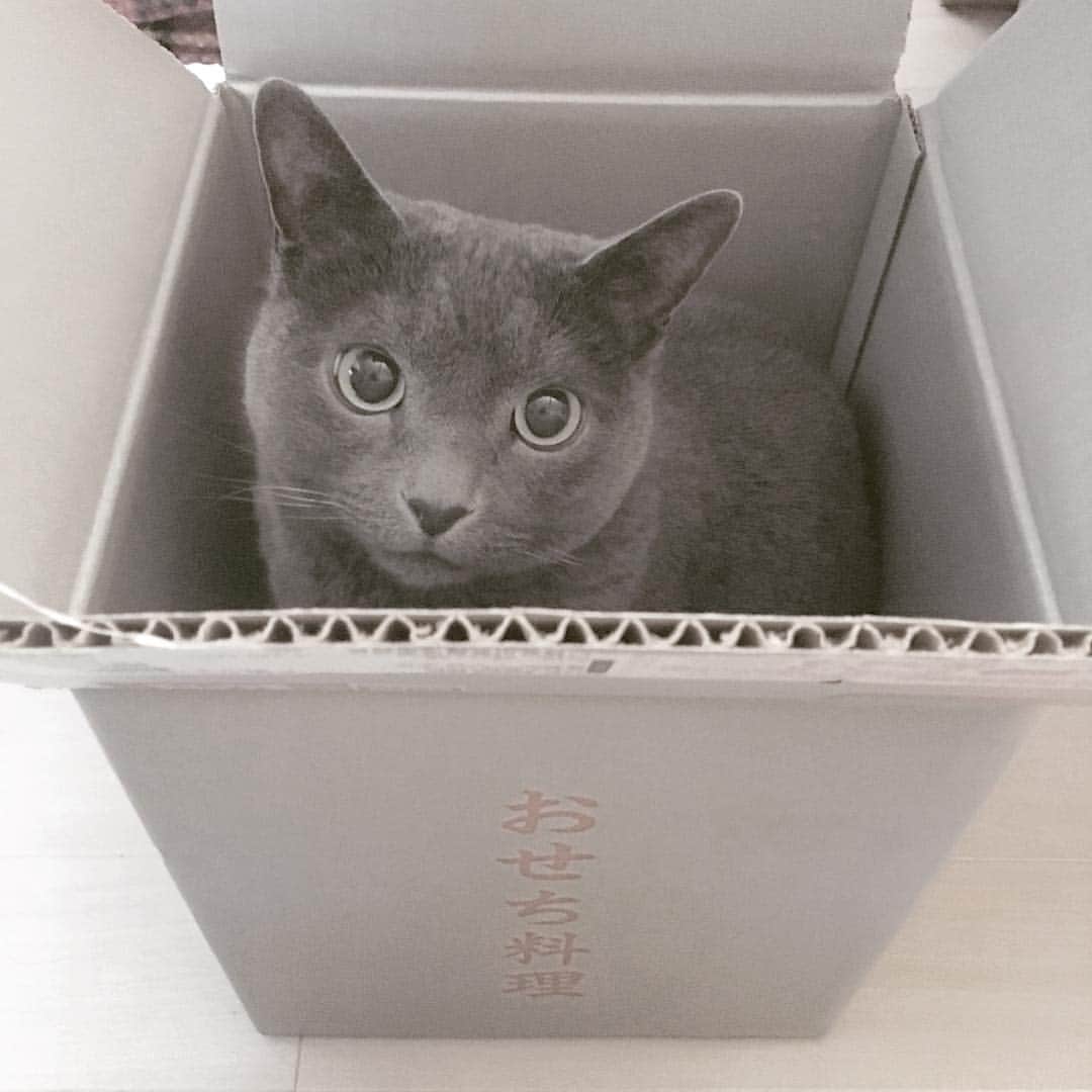 ミーちゃんのインスタグラム：「Happy new year! おせち料理😄 #cat #russianblue #neko #catsofinstagram #catstagram #猫 #ネコ #ねこ #ロシアンブルー#グレ猫倶楽部」