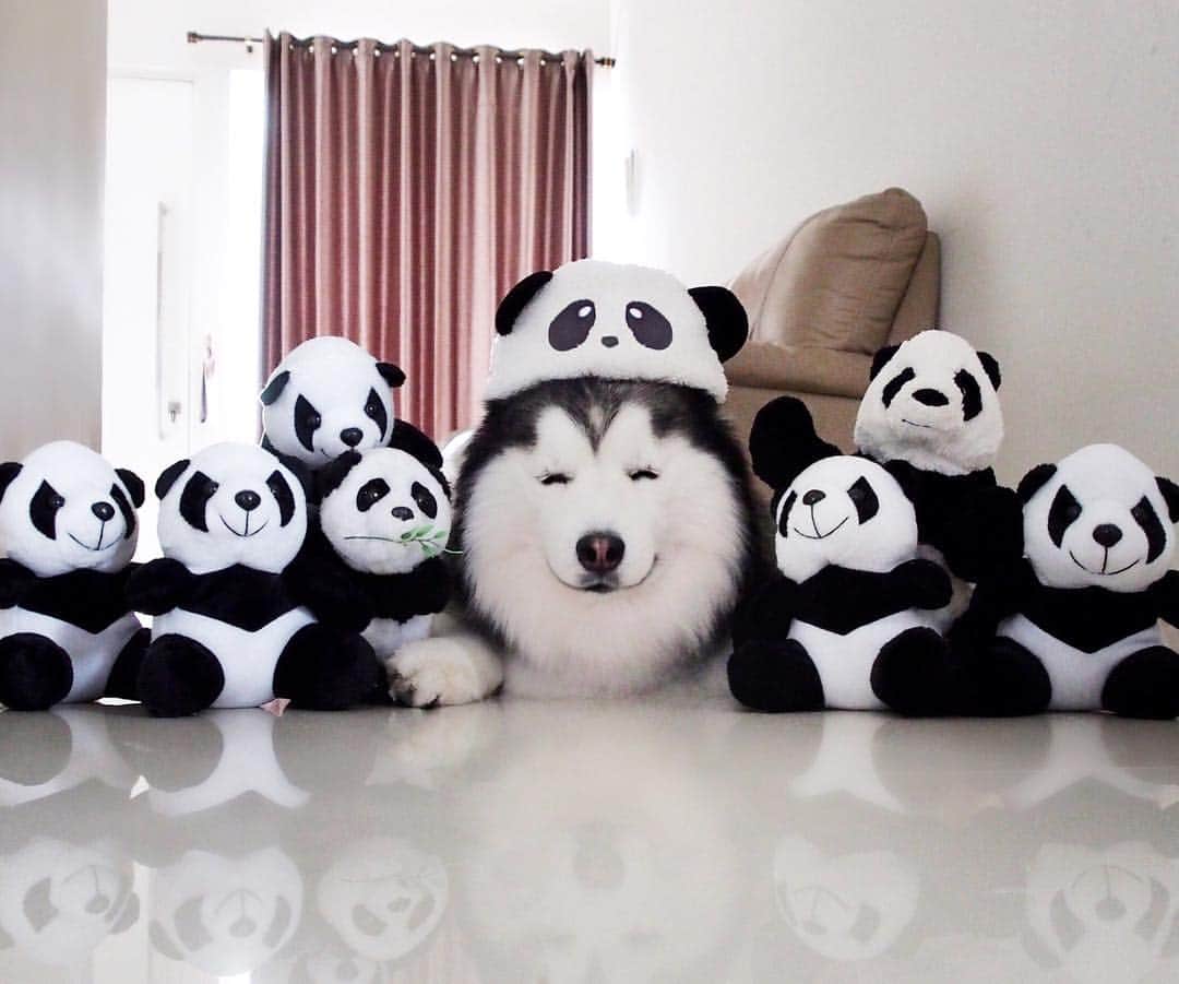 MARUのインスタグラム：「A Happy Birthday For The Happiest Panda Maru 🐼🎂🍰🎂🍰 🎉Wishing everyone an amazing 2018 filled with love, laughter and loads of treats 🐼🎉 ____________ #houndandlife#huskypics#bestwoof#meowvswoof#myhusky#Ruffpost#videobyanimals#dog_features#my_husky#barkpost#dailybarker#photos4ellen#huskylovingclub#alaskanmalamute#excellent_dogs#thedodo#sendadogphoto#itsahuskything#huffpostgram#dogs_of_instworld#ilovehuskies_features#buzzfeedanimals#viralpets#meowsandwoofs#funbestvids#HappyNewYear2018#2018#HappyBirthdayMaru」