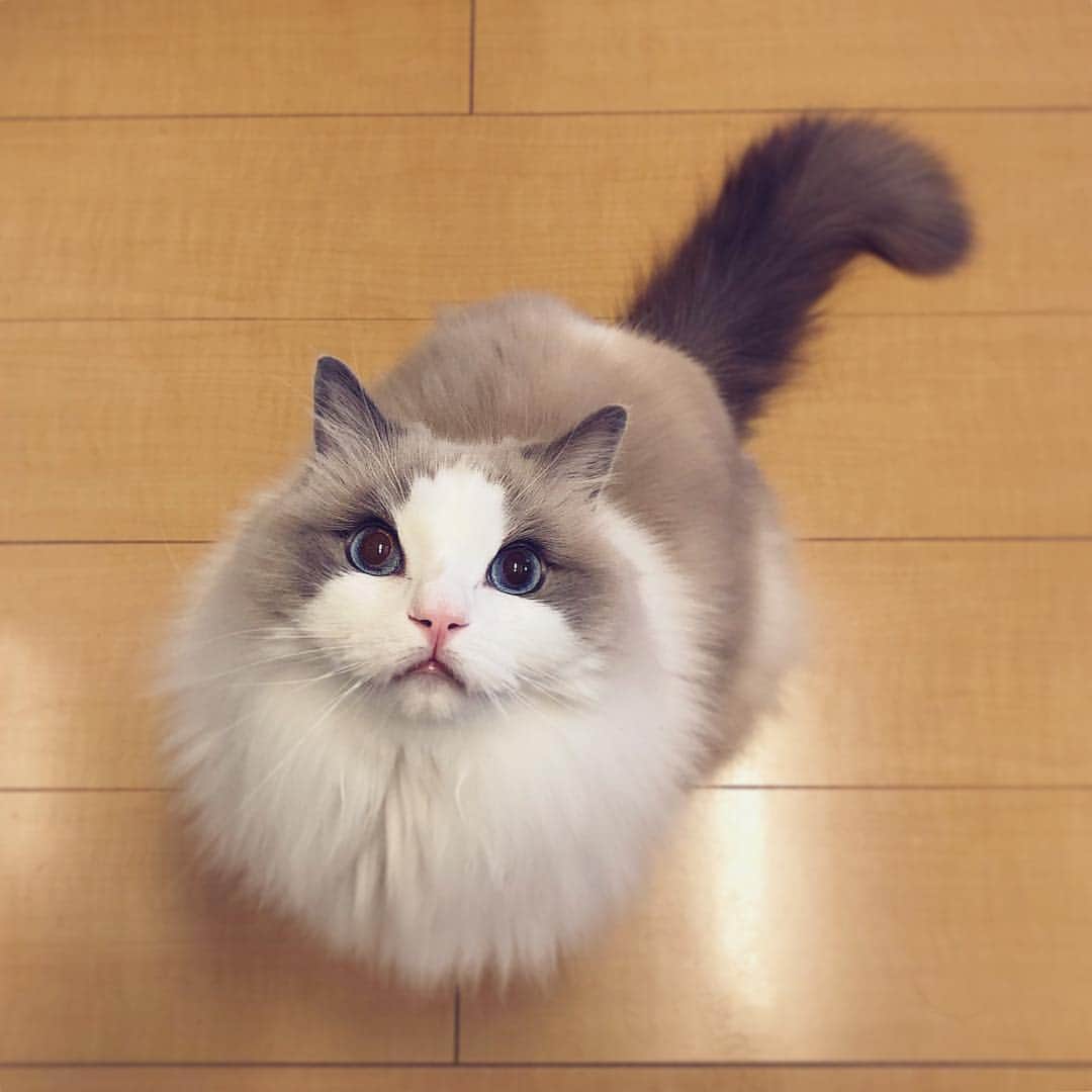ポテトのインスタグラム：「あけましておめでとうございます🎍🍶🌅 今年もよろしくお願い致します😽💓 #ragdoll #ragdollcat #ragdollsofinstagram #instaragdoll #instacat #instagramcats #catsofinstagram #catlove #adorable #aww #pet #cat #neko #ラグドール #猫 #ネコ #ねこ #ねこ部」