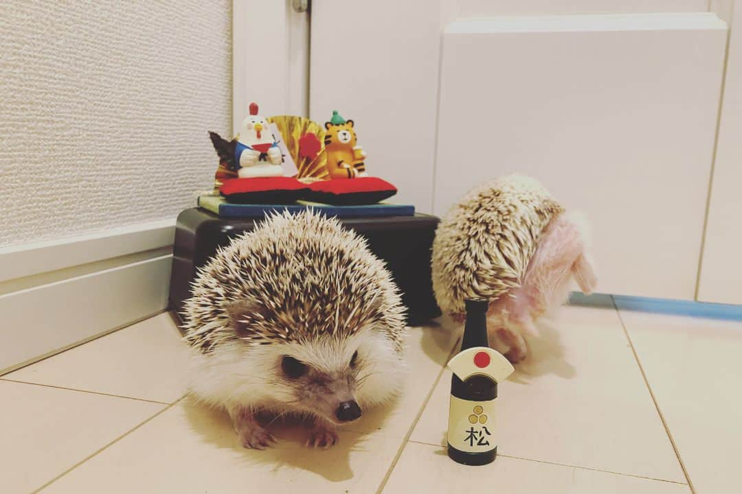 中務裕太さんのインスタグラム写真 - (中務裕太Instagram)「新年明けまして 🎍おめでとうございます🎍 2018年は 初のドームツアー 気合い入れて 一生懸命頑張ります🔥 感謝の気持ちと リスペクトの気持ちを 常に忘れずに 謙虚に精進していきます🤝 #2018年 #GENERATIONS #パーフェクトイヤー #開幕 #もっともっと #皆さんのそばに #寄り添える #アーティストに #なりたいです #今年もファンの皆さんは #大事な家族です #マイロとアルビーも #大事な家族🦔 #最後のアルビー #お尻可愛い🍑」1月1日 12時24分 - yuta_nakatsuka_official