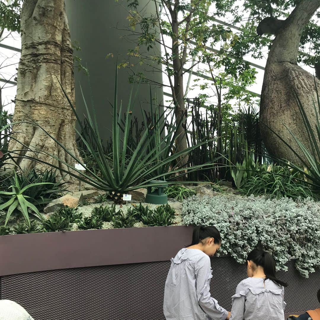 滝沢眞規子さんのインスタグラム写真 - (滝沢眞規子Instagram)「元旦に植物園。でた。 そんなに何を撮っているのか。#その顔#撮り方#生き生きしとる#目が輝いとる#みんな飽きたってよ#全く進まないからね」1月1日 12時34分 - makikotakizawa