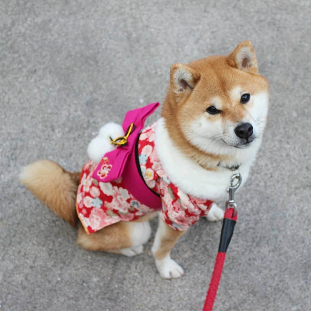 柴犬たま Shibainu Tamaさんのインスタグラム写真 - (柴犬たま Shibainu TamaInstagram)「2年前に貰った振り袖、今年も何とか着れました(笑) * Caption trans🇬🇧 This garment "Kimono" is what my friend gave me two years ago. Meekeh grew up but I was able to wear a kimono. * #柴犬たま #たママ #たま家族 #柴犬ミケ #ミケしゃんの靴下 #2018年 #謹賀新年 #お正月 #明けましておめでとうございます #あけおめ #happynewyear #犬用服 #着物姿 #振袖姿 #唐草模様 #たまコレ #ミケコレ #かなりひし形 #プリケツ #しっぽモフモフ #後頭部フェチ #柴犬 #shiba #shibainu #shibastagram #犬 #dog #多頭飼い」1月1日 18時14分 - tama7653