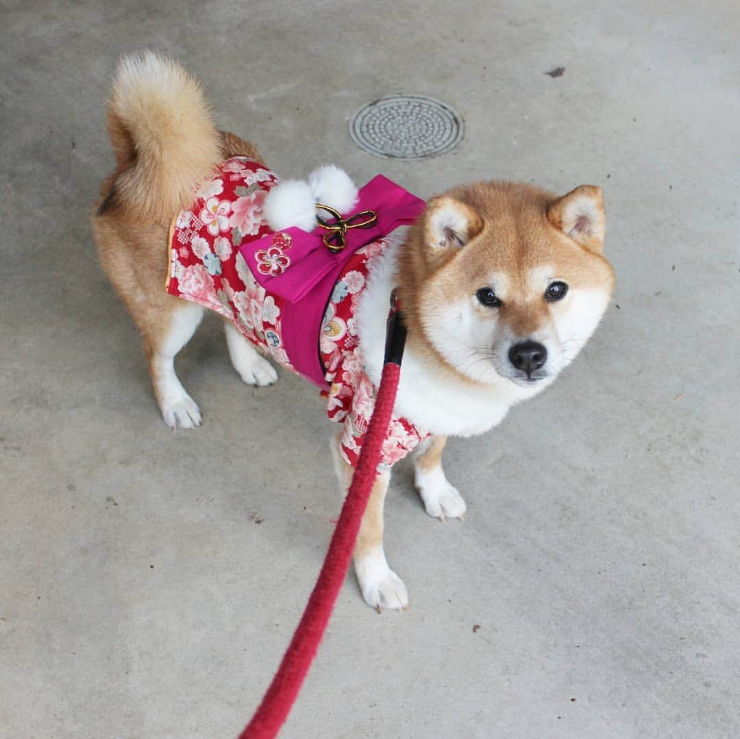 柴犬たま Shibainu Tamaさんのインスタグラム写真 - (柴犬たま Shibainu TamaInstagram)「2年前に貰った振り袖、今年も何とか着れました(笑) * Caption trans🇬🇧 This garment "Kimono" is what my friend gave me two years ago. Meekeh grew up but I was able to wear a kimono. * #柴犬たま #たママ #たま家族 #柴犬ミケ #ミケしゃんの靴下 #2018年 #謹賀新年 #お正月 #明けましておめでとうございます #あけおめ #happynewyear #犬用服 #着物姿 #振袖姿 #唐草模様 #たまコレ #ミケコレ #かなりひし形 #プリケツ #しっぽモフモフ #後頭部フェチ #柴犬 #shiba #shibainu #shibastagram #犬 #dog #多頭飼い」1月1日 18時14分 - tama7653