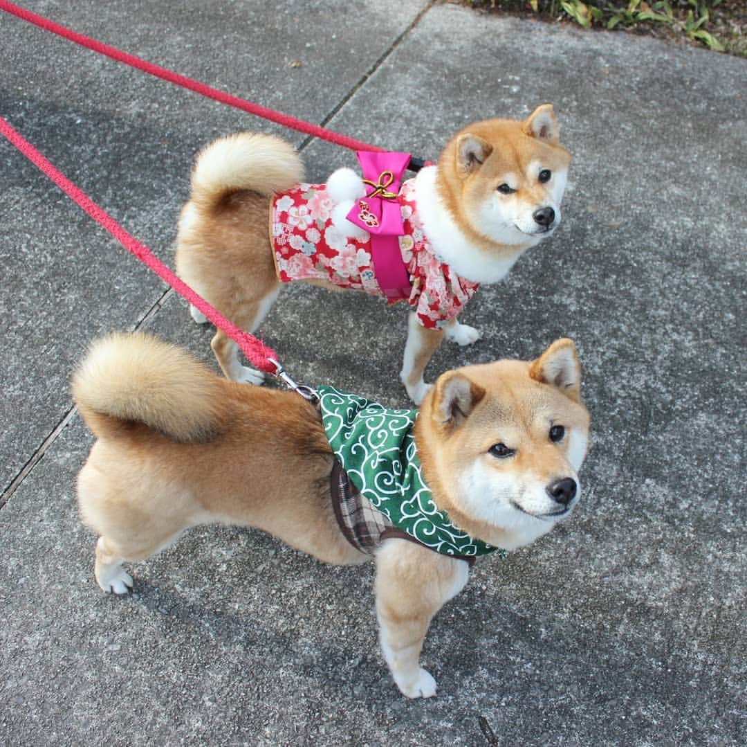 柴犬たま Shibainu Tamaさんのインスタグラム写真 - (柴犬たま Shibainu TamaInstagram)「2年前に貰った振り袖、今年も何とか着れました(笑) * Caption trans🇬🇧 This garment "Kimono" is what my friend gave me two years ago. Meekeh grew up but I was able to wear a kimono. * #柴犬たま #たママ #たま家族 #柴犬ミケ #ミケしゃんの靴下 #2018年 #謹賀新年 #お正月 #明けましておめでとうございます #あけおめ #happynewyear #犬用服 #着物姿 #振袖姿 #唐草模様 #たまコレ #ミケコレ #かなりひし形 #プリケツ #しっぽモフモフ #後頭部フェチ #柴犬 #shiba #shibainu #shibastagram #犬 #dog #多頭飼い」1月1日 18時14分 - tama7653