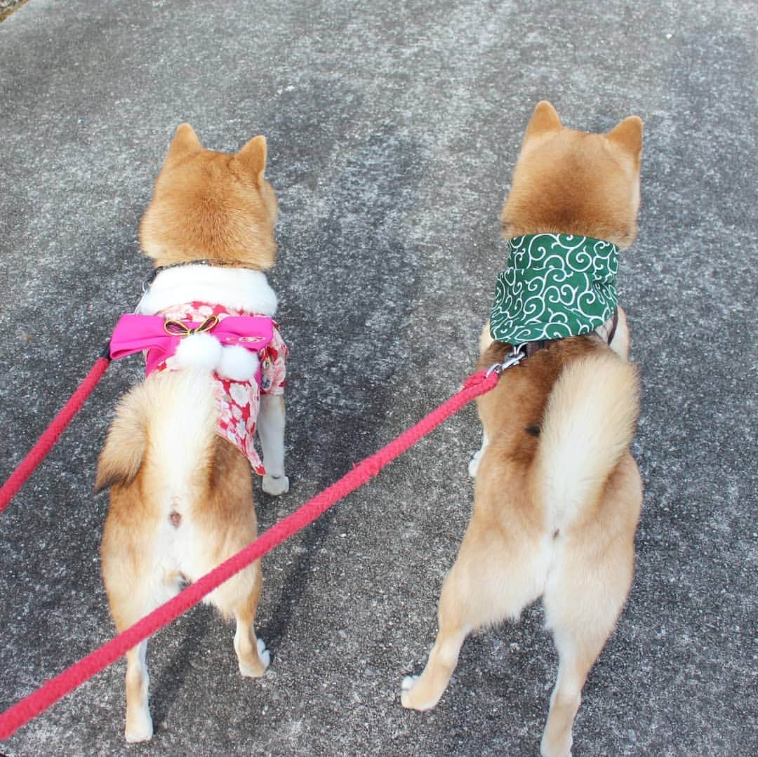 柴犬たま Shibainu Tamaさんのインスタグラム写真 - (柴犬たま Shibainu TamaInstagram)「2年前に貰った振り袖、今年も何とか着れました(笑) * Caption trans🇬🇧 This garment "Kimono" is what my friend gave me two years ago. Meekeh grew up but I was able to wear a kimono. * #柴犬たま #たママ #たま家族 #柴犬ミケ #ミケしゃんの靴下 #2018年 #謹賀新年 #お正月 #明けましておめでとうございます #あけおめ #happynewyear #犬用服 #着物姿 #振袖姿 #唐草模様 #たまコレ #ミケコレ #かなりひし形 #プリケツ #しっぽモフモフ #後頭部フェチ #柴犬 #shiba #shibainu #shibastagram #犬 #dog #多頭飼い」1月1日 18時14分 - tama7653