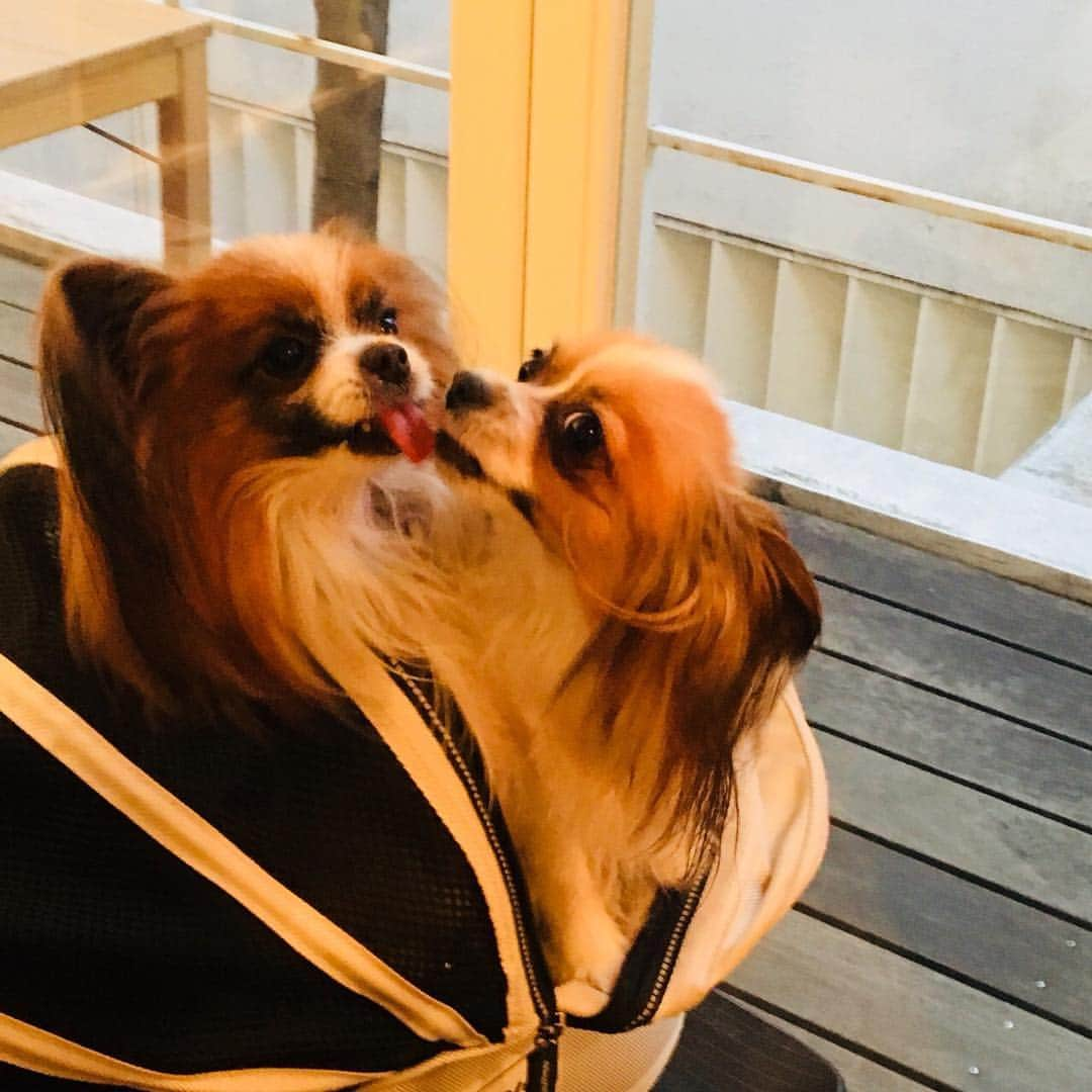 澤野ひとみのインスタグラム：「kiss kiss 🐶❤️🐶love love❤️❤️❤️、、でも兄弟😂」