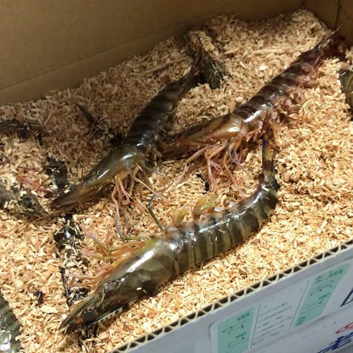 榮真樹のインスタグラム：「喜界島のお義父さんから届いた「峰山車海老」♫おがくずの中で元気いっぱいです^_^刺身はもちろん、塩焼きにしても鍋に入れても絶品ですよ‼︎ #活き車海老 #養殖 #家族は大騒ぎ #オバマ元大統領も食した」