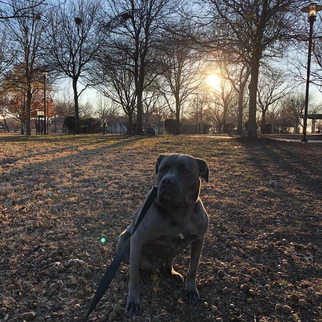 ダルビッシュ有さんのインスタグラム写真 - (ダルビッシュ有Instagram)「ゴンちゃん #CaneCorso #カネコルソ #散歩2セット目」1月2日 7時45分 - darvishsefat11