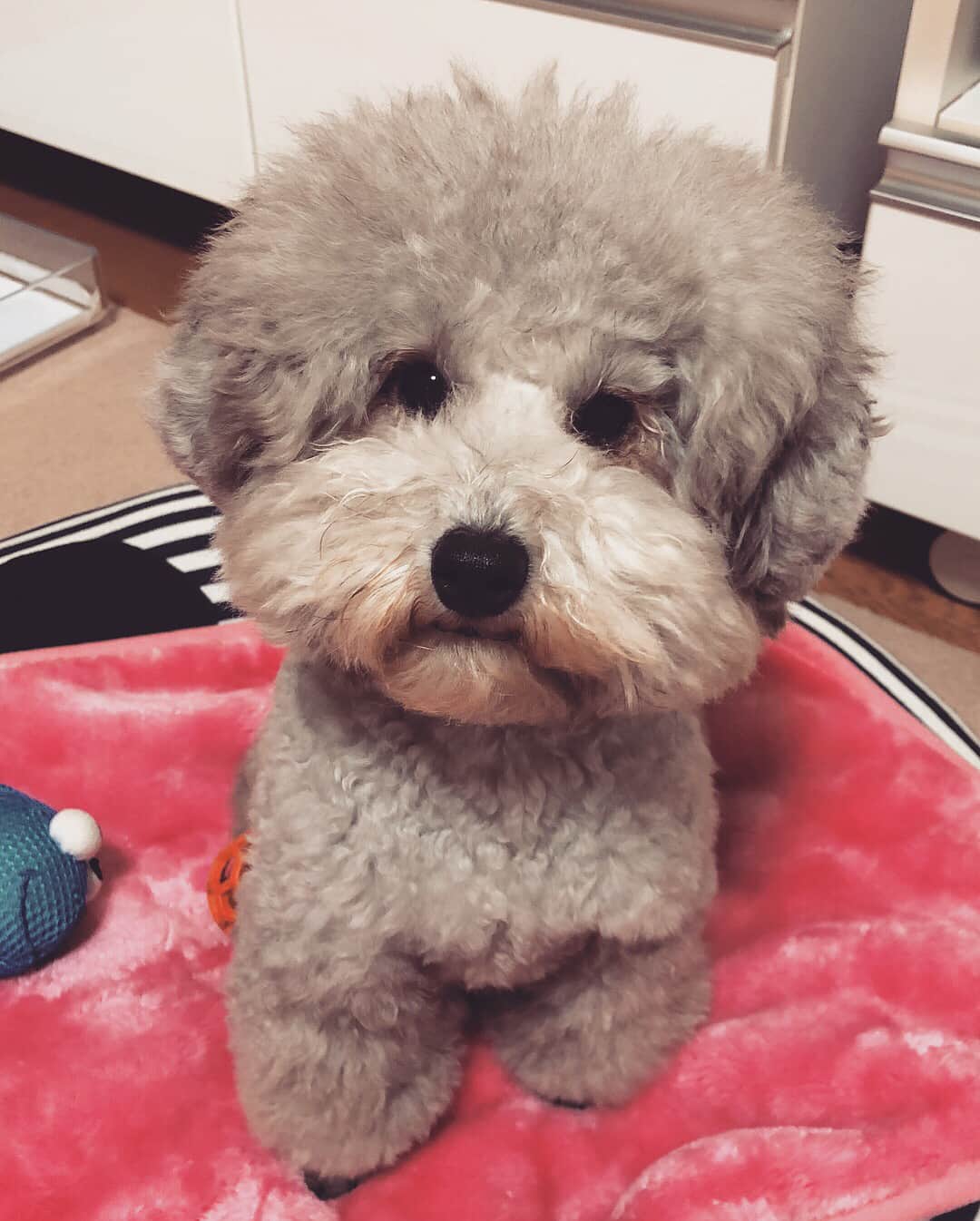 白雪のインスタグラム：「2🐶18♡  今年も前進のみ。娘は食欲のみ。本年も宜しくお願い致します。  #あけおめ #戌年 #happynewyear #新年好 #新年快樂 #dogstagram」