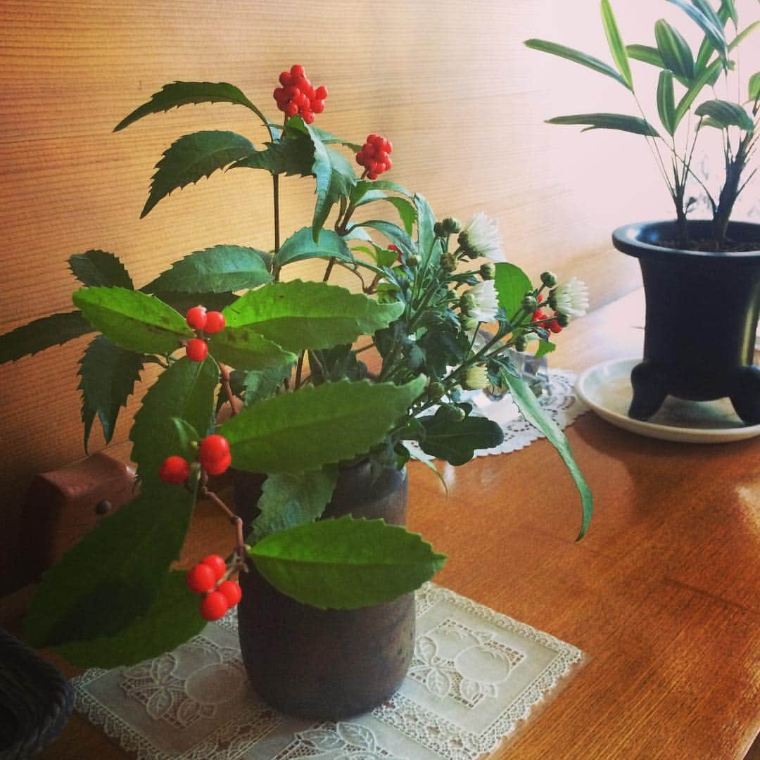 高見侑里さんのインスタグラム写真 - (高見侑里Instagram)「◡̈♥︎ お正月、皆様はいかがお過ごしでしょうか。 私は毎年恒例、親戚で祖母のおうちに集まって、昨日はそのまま祖母の家にお泊まりしました。 #千両 #お花や植物の名前に詳しい祖母」1月2日 18時10分 - yuri_takami_official