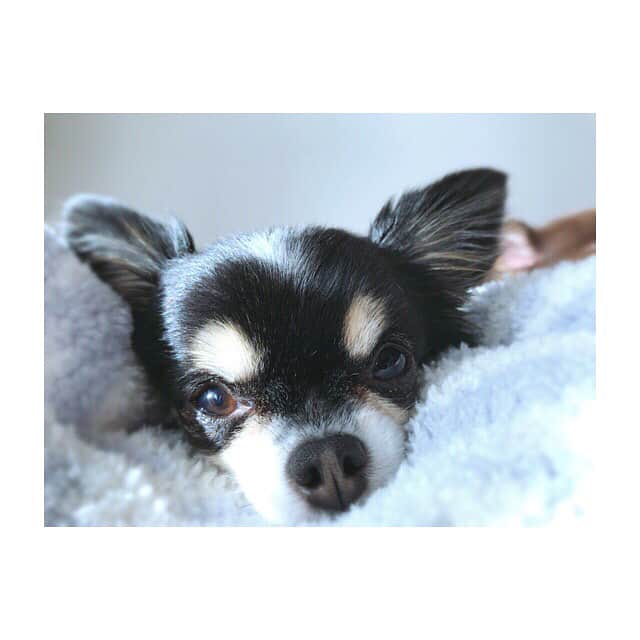 大政絢さんのインスタグラム写真 - (大政絢Instagram)「癒しの可愛い子ちゃんたち🐶 #ロングコートちわわ#dog」1月3日 16時19分 - aya_omasa_official