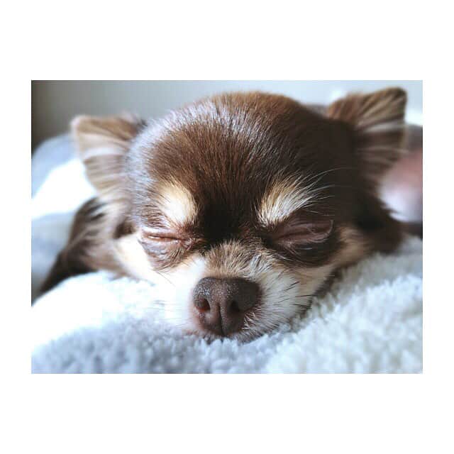 大政絢さんのインスタグラム写真 - (大政絢Instagram)「癒しの可愛い子ちゃんたち🐶 #ロングコートちわわ#dog」1月3日 16時19分 - aya_omasa_official