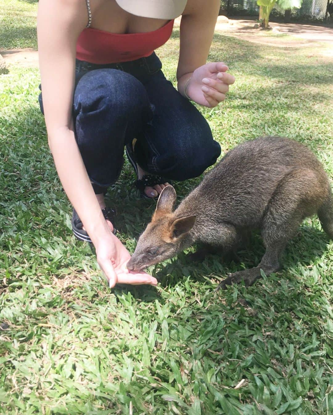 大石絵理さんのインスタグラム写真 - (大石絵理Instagram)「Playing with baby kangaroos❤️ #animallover」1月3日 16時26分 - erioishitokyo