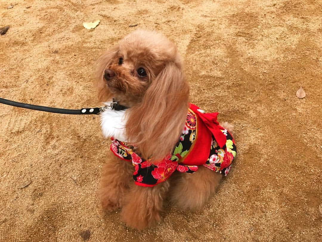 山本彩さんのインスタグラム写真 - (山本彩Instagram)「2018年は戌年ということで🐶 新年初投稿は音遠さん☺️ .  #2018 #あけおめ #ことよろ #戌年」1月4日 15時06分 - sayaka__714